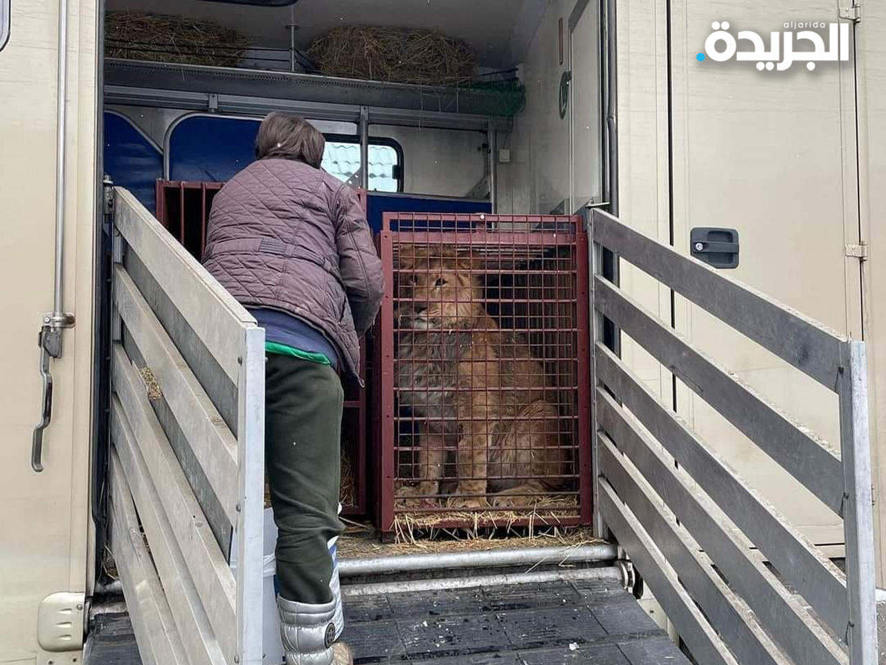 نقل أسود ونمور من أوكرانيا إلى بولندا