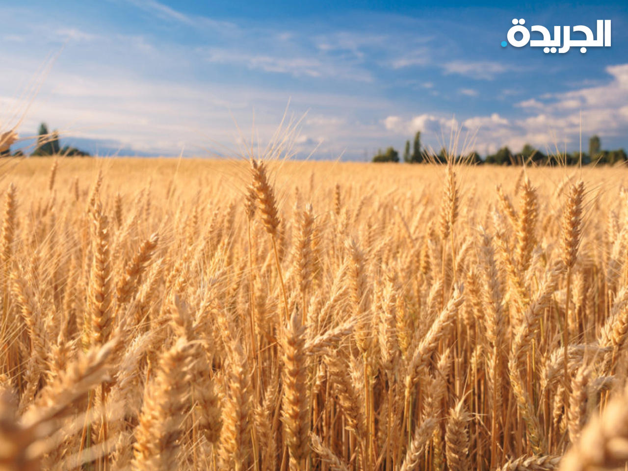 ارتفاع أسعار القمح لأعلى مستوى خلال 14 عاماً