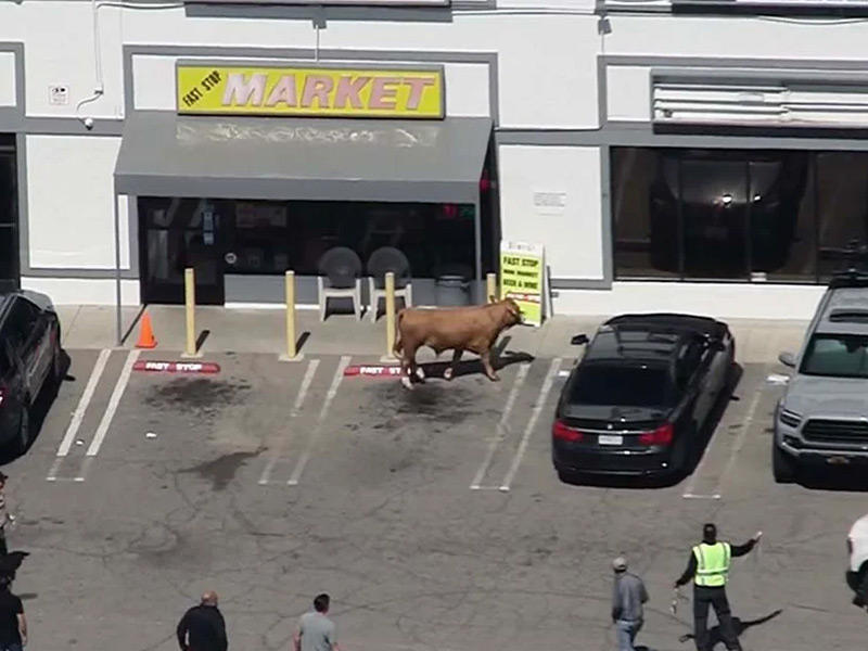 البقرة الهاربة