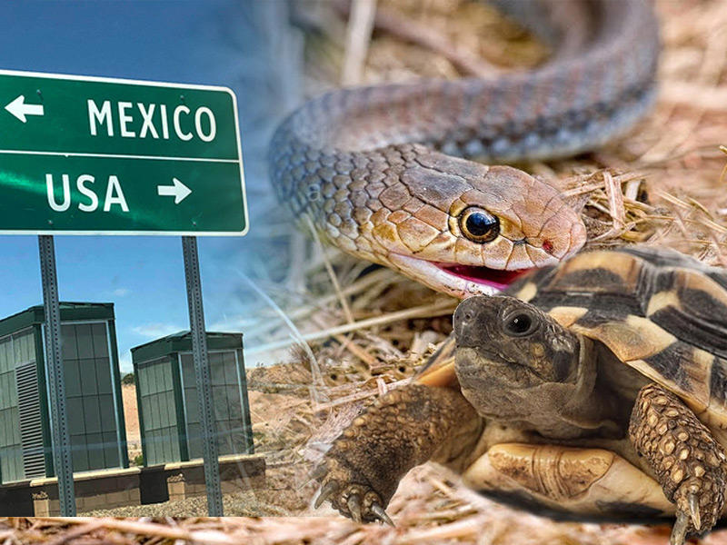  قوات حرس الحدود الأميركية تعثر على عشرات من الزواحف المقرنة والثعابين