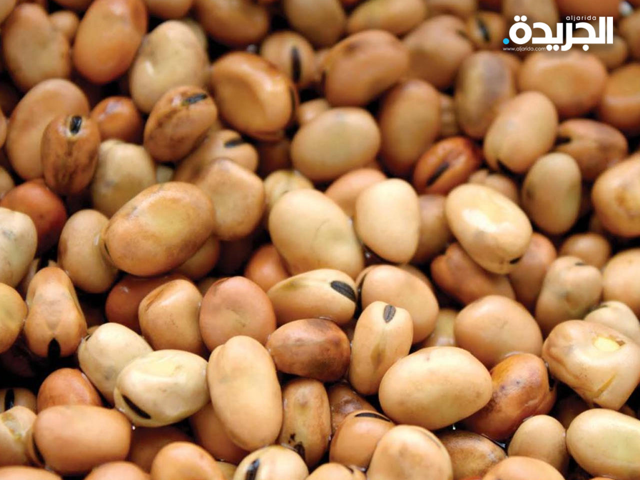 الفول المصري