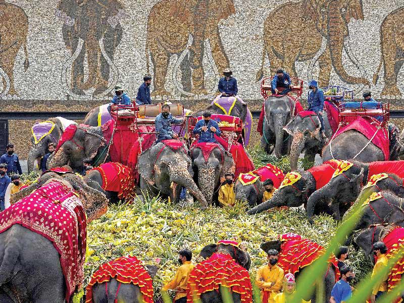 مأدبة ضخمة للفيلة في يومها السنويn