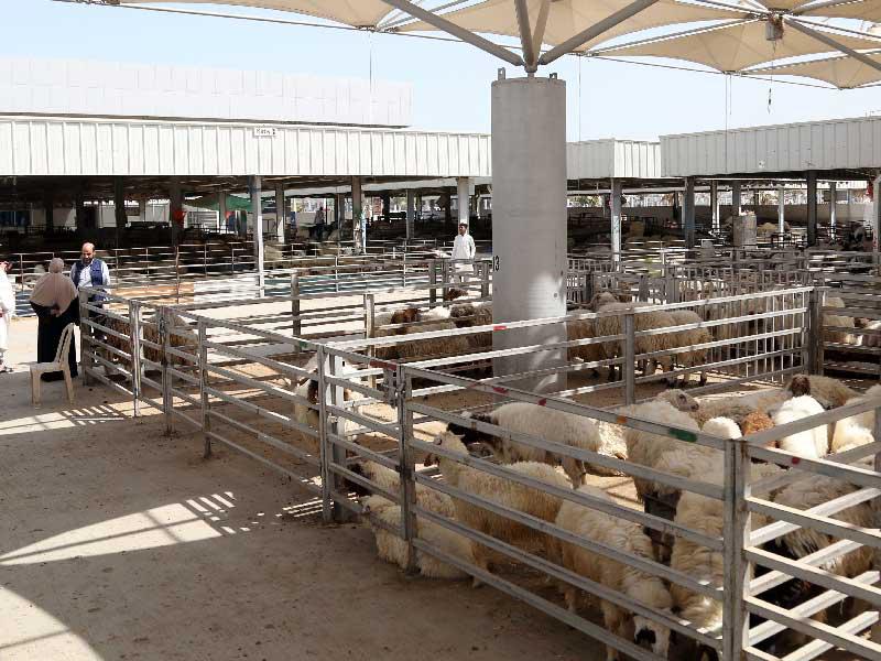 سوق الأغنام ... إقبال وزيادة أسعار على أعتاب شهر رمضان