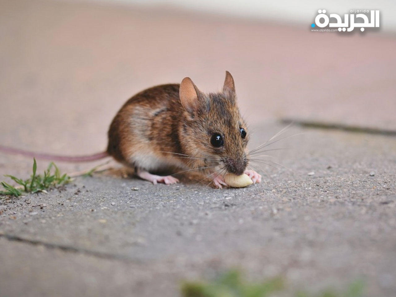 الأجسام المضادة في «أسترازينكا» و«غلاكسو» تظهر بعض التأثير ضد متحور «أوميكرون» في الفئران
