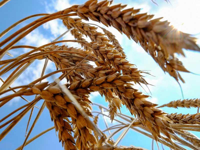 أسعار القمح تحافظ على ارتفاعها