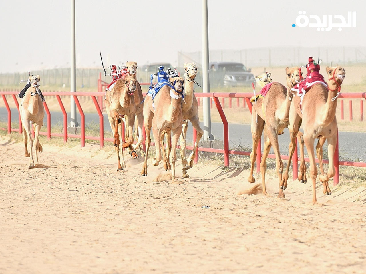النادي الكويتي للهجن يختتم الموسم الرياضي المحلي