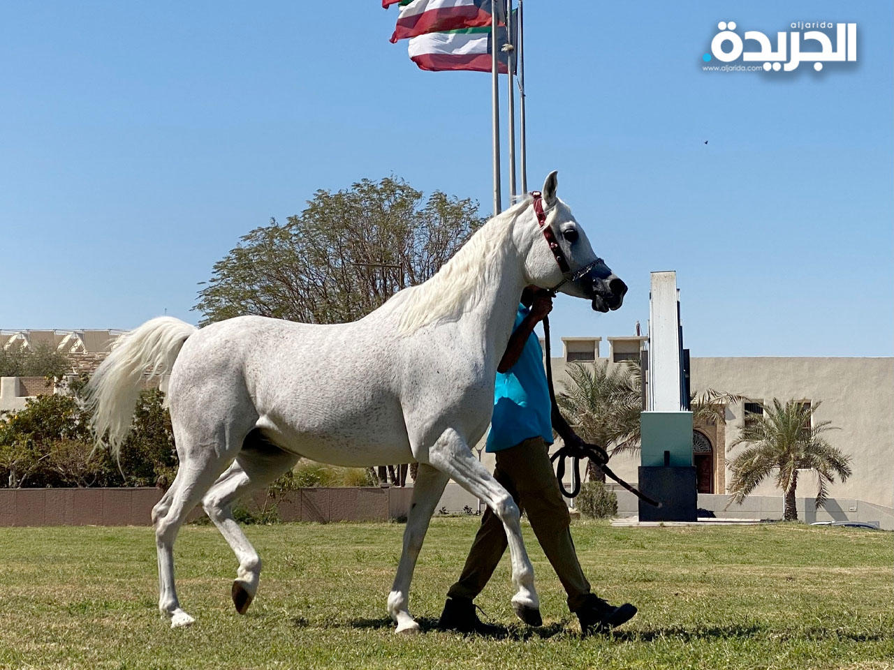 فرس عربية خلال عرض حي في مكتبة الكويت الوطنية