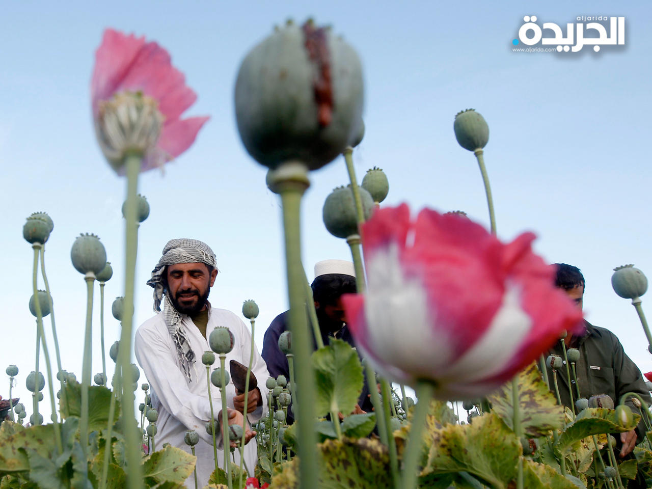 «طالبان» تحظر زرع نبات الخشخاش في أفغانستان