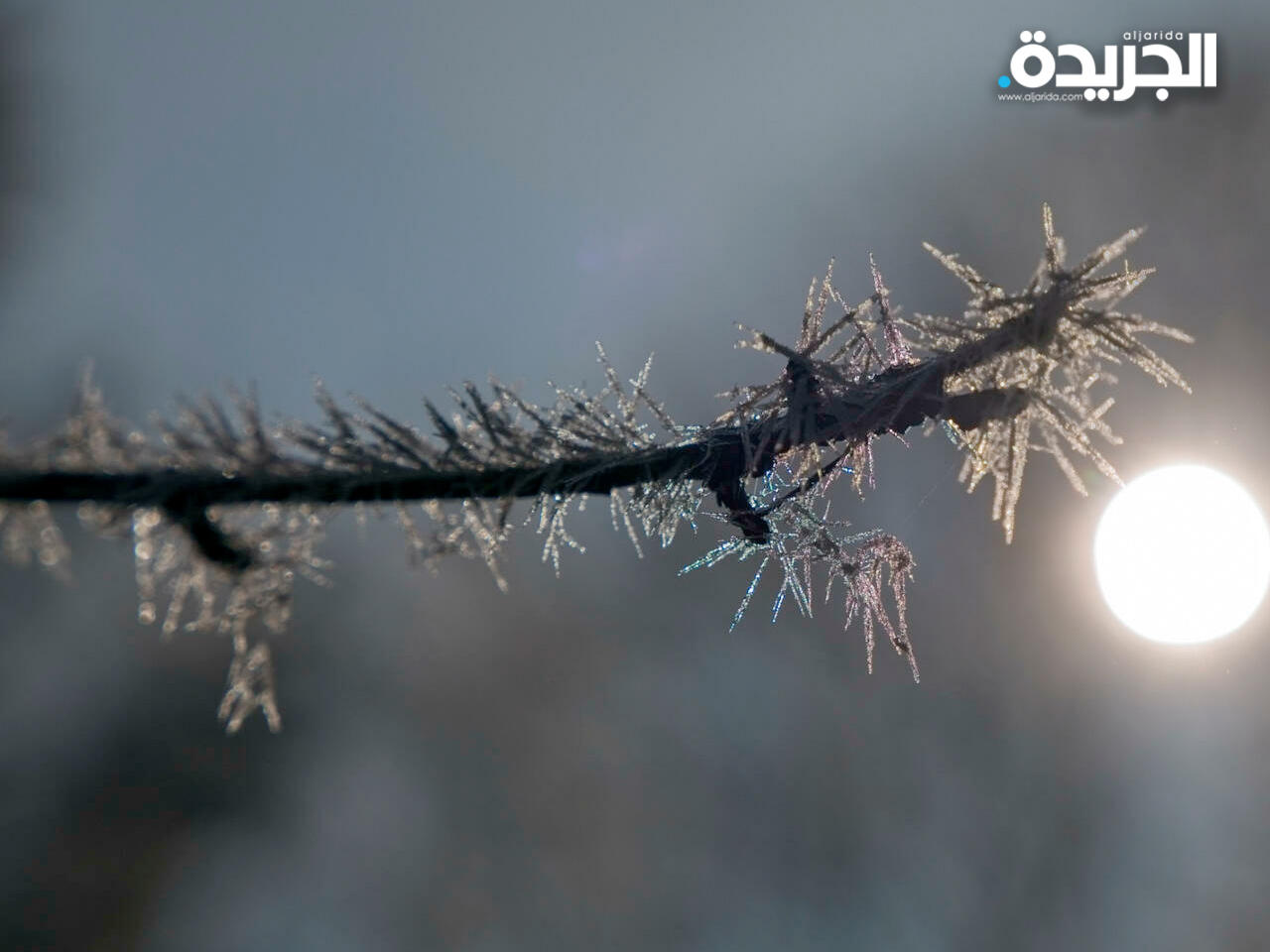 الصقيع طال أكثر من 90 في المئة من الأراضي الفرنسية