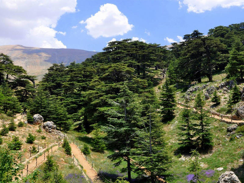 محمية أرز الشوف الطبيعية في لبنان