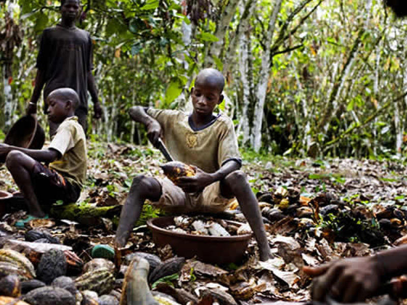 استغلال الأطفال في غانا لجمع الكاكاو