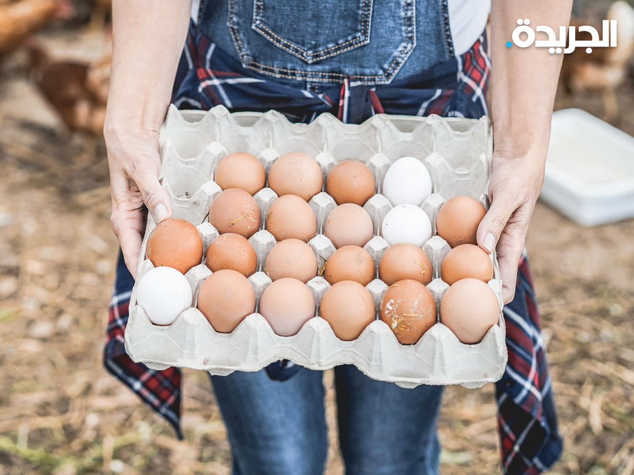 ارتفاع أسعار البيض عالمياً 