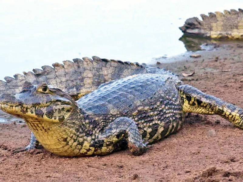 التماسيح يصل طولها إلى 13 قدماً، شوهدت وهي تتجول في شوارع  ريو دي جانيرو 