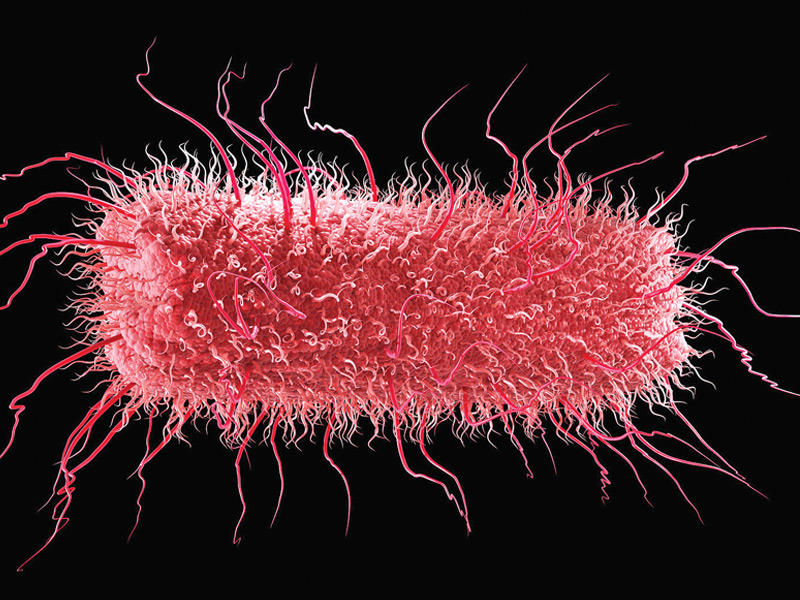 أصوات البكتيريا… مسموعة! 