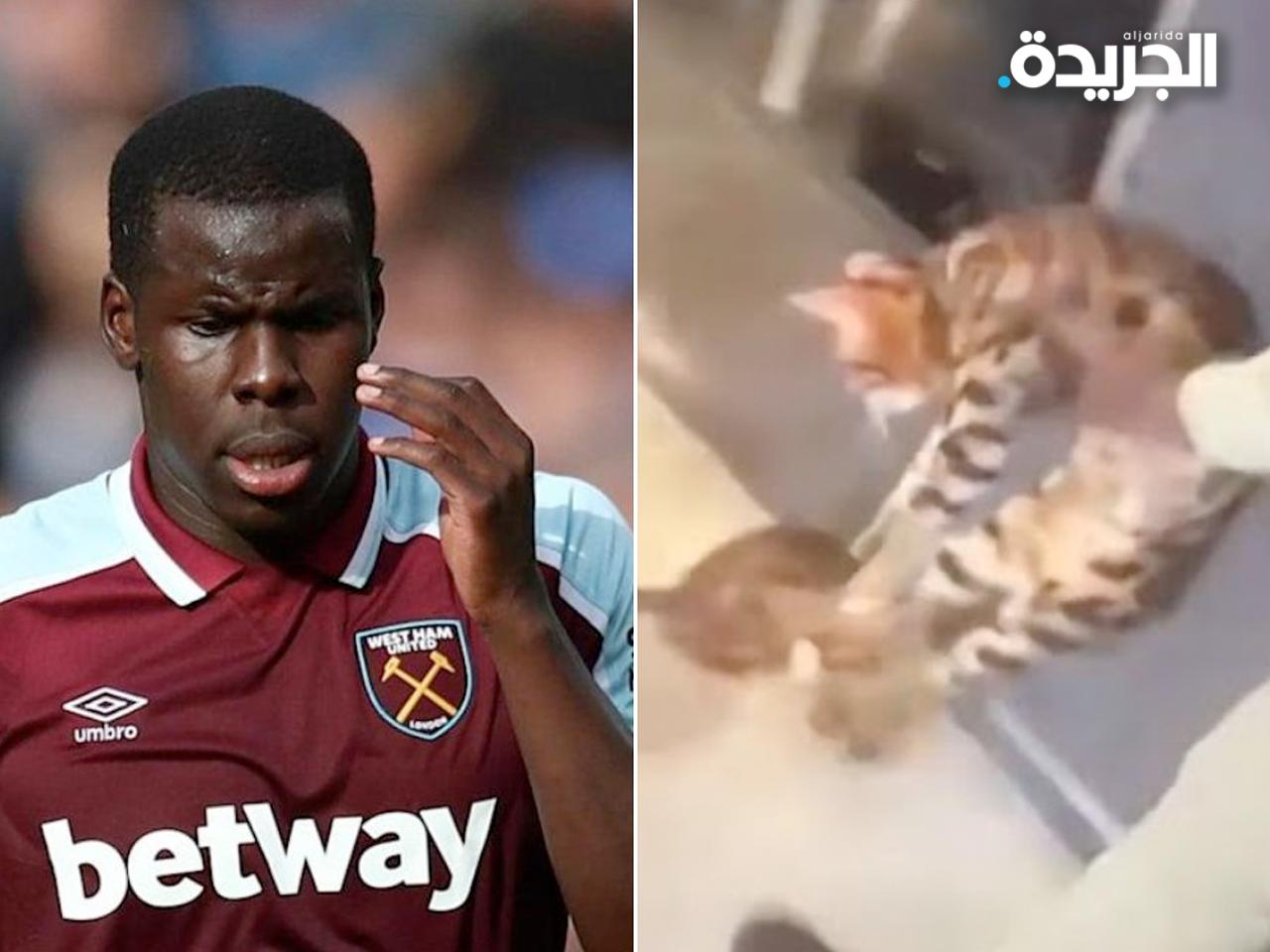 زوما في المحكمة بسبب فيديو ركل القطط