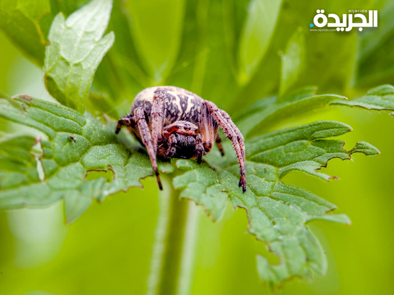 ذكور العناكب