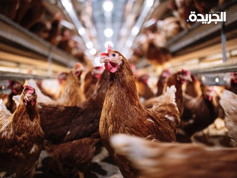 أميركا تسجل أول إصابة بشرية مؤكدة بإنفلونزا الطيور