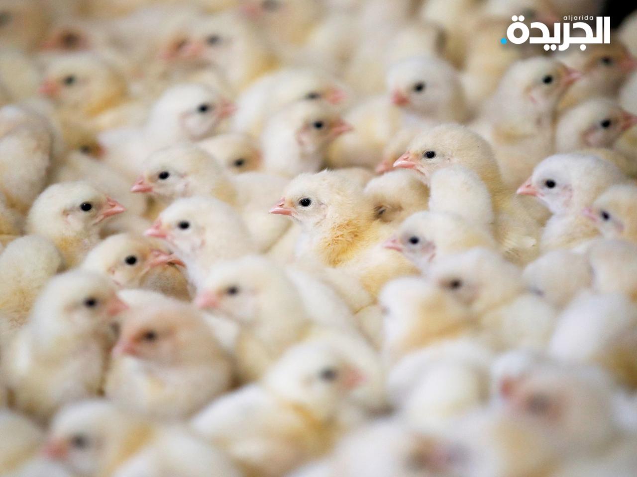 طيور داجنة - أرشيفية