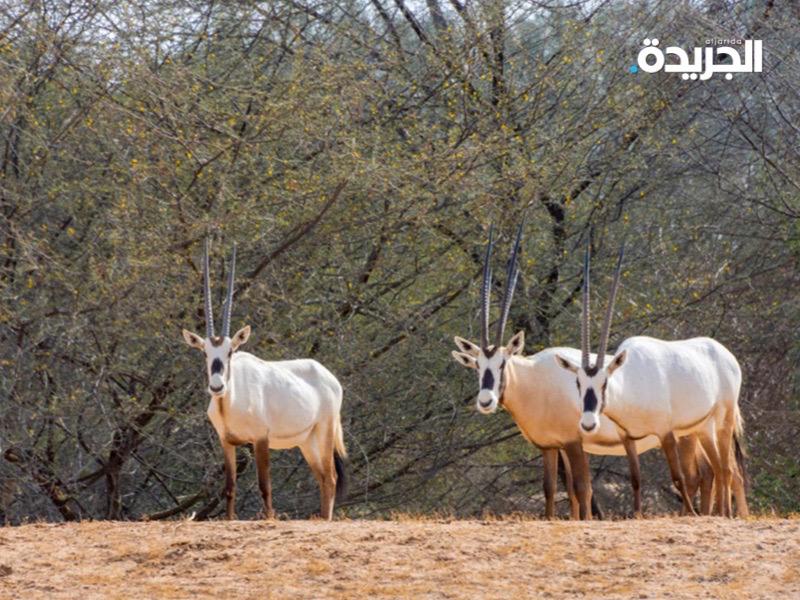 محمية طبيعية في المملكة العربية السعودية