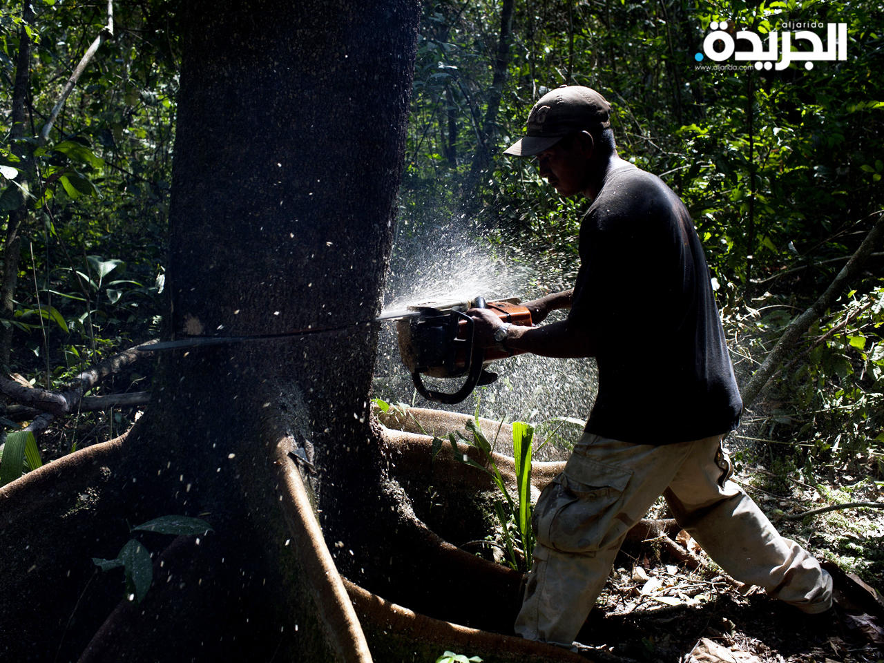 قطع الأشجار في «الأمازون» يسجل رقماً قياسياً جديداً