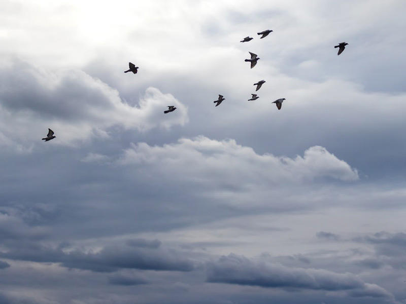 سماء الهند تمطر طيوراً