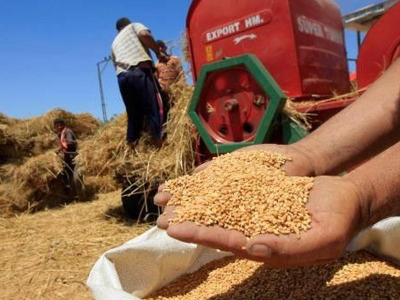 انخفاض إنتاج الحبوب المغربي