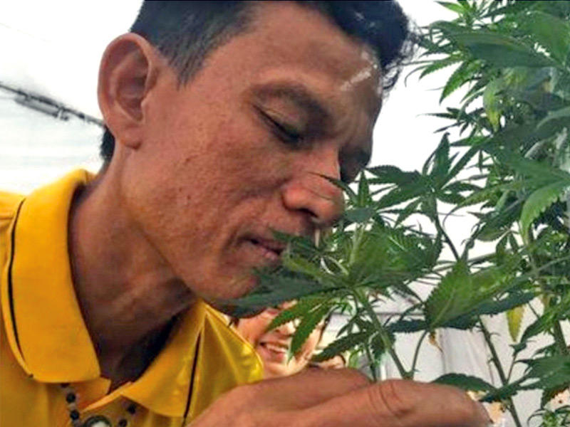  شتلة  نبات القنب الهندي (الحشيش المخدر)