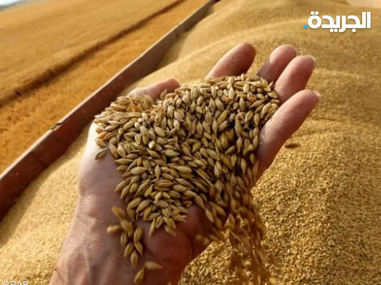 مصر تتفق على شراء نصف مليون طن من القمح الهندي