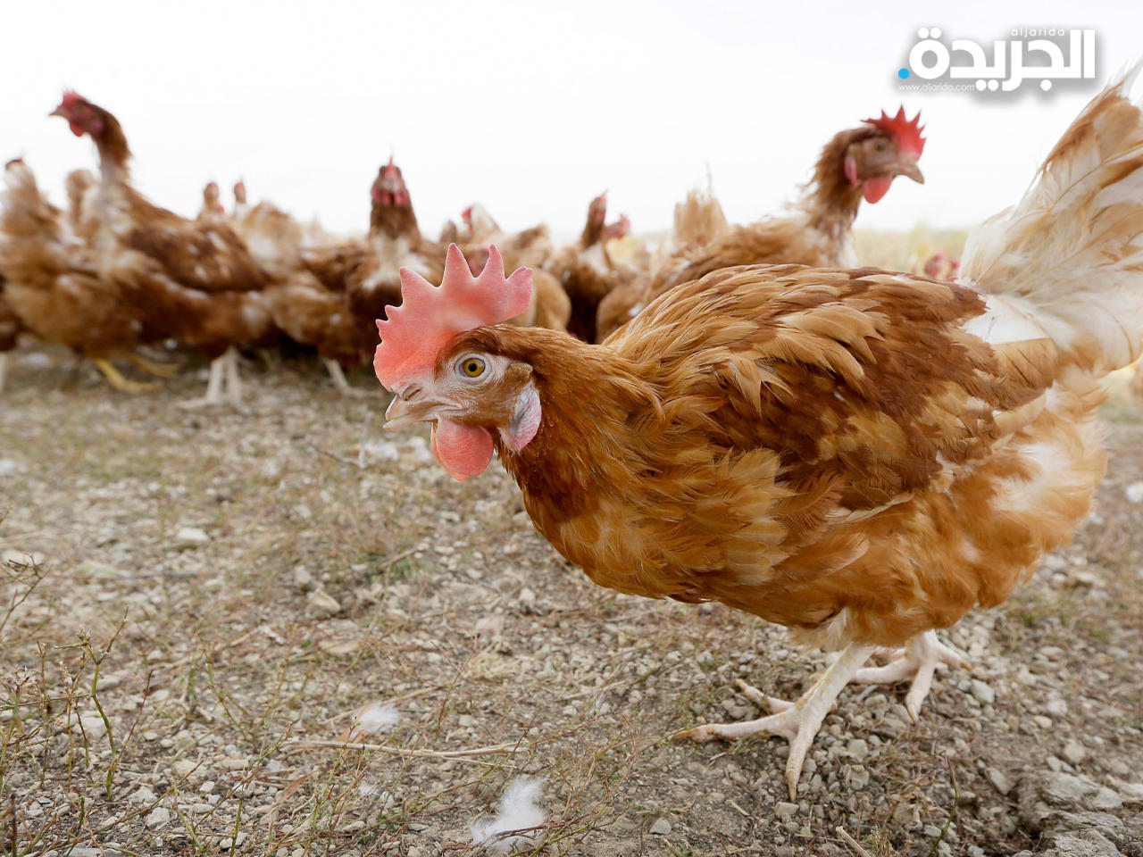 مزرعة دواجن