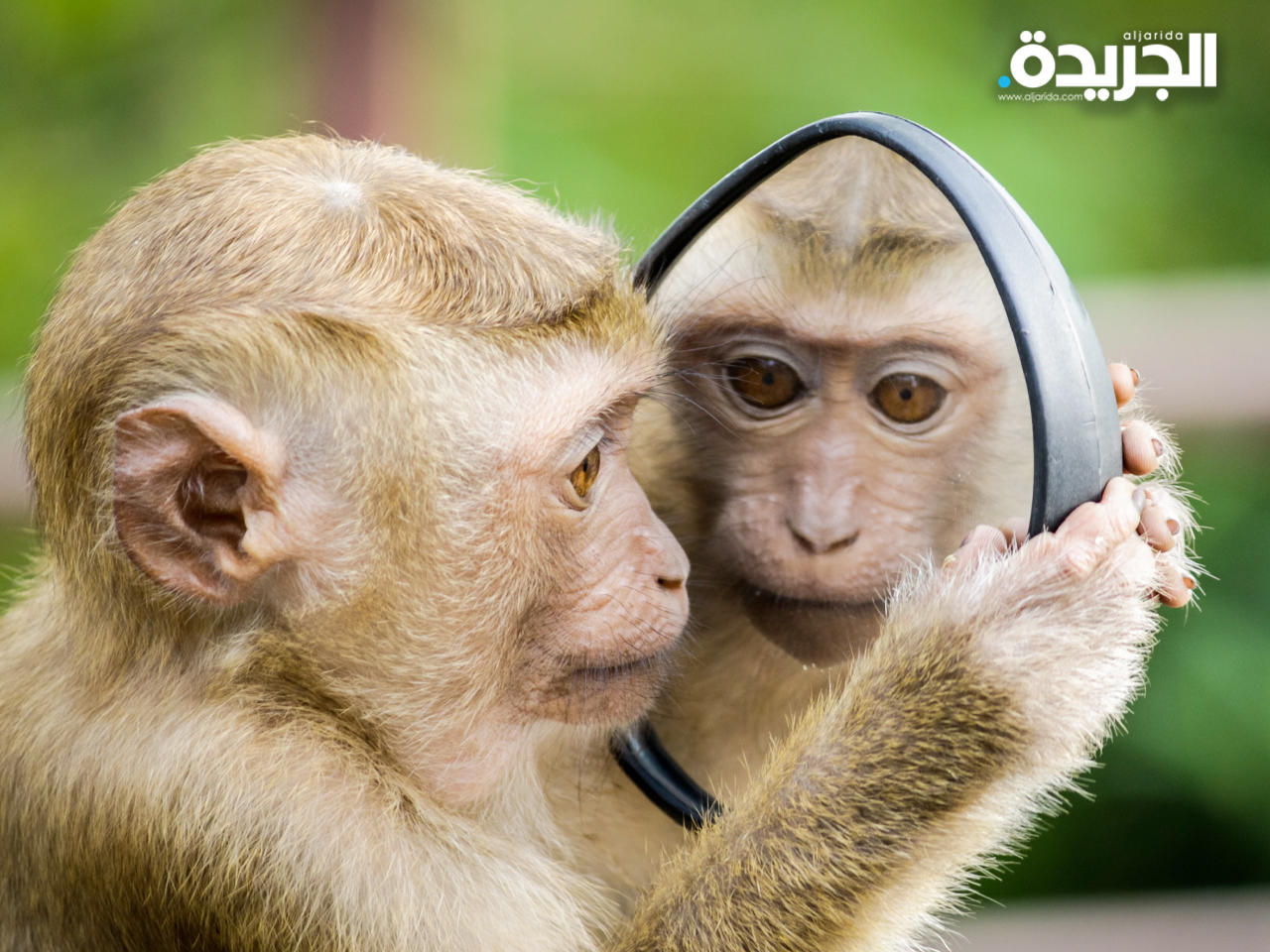 قرد - أرشيفية