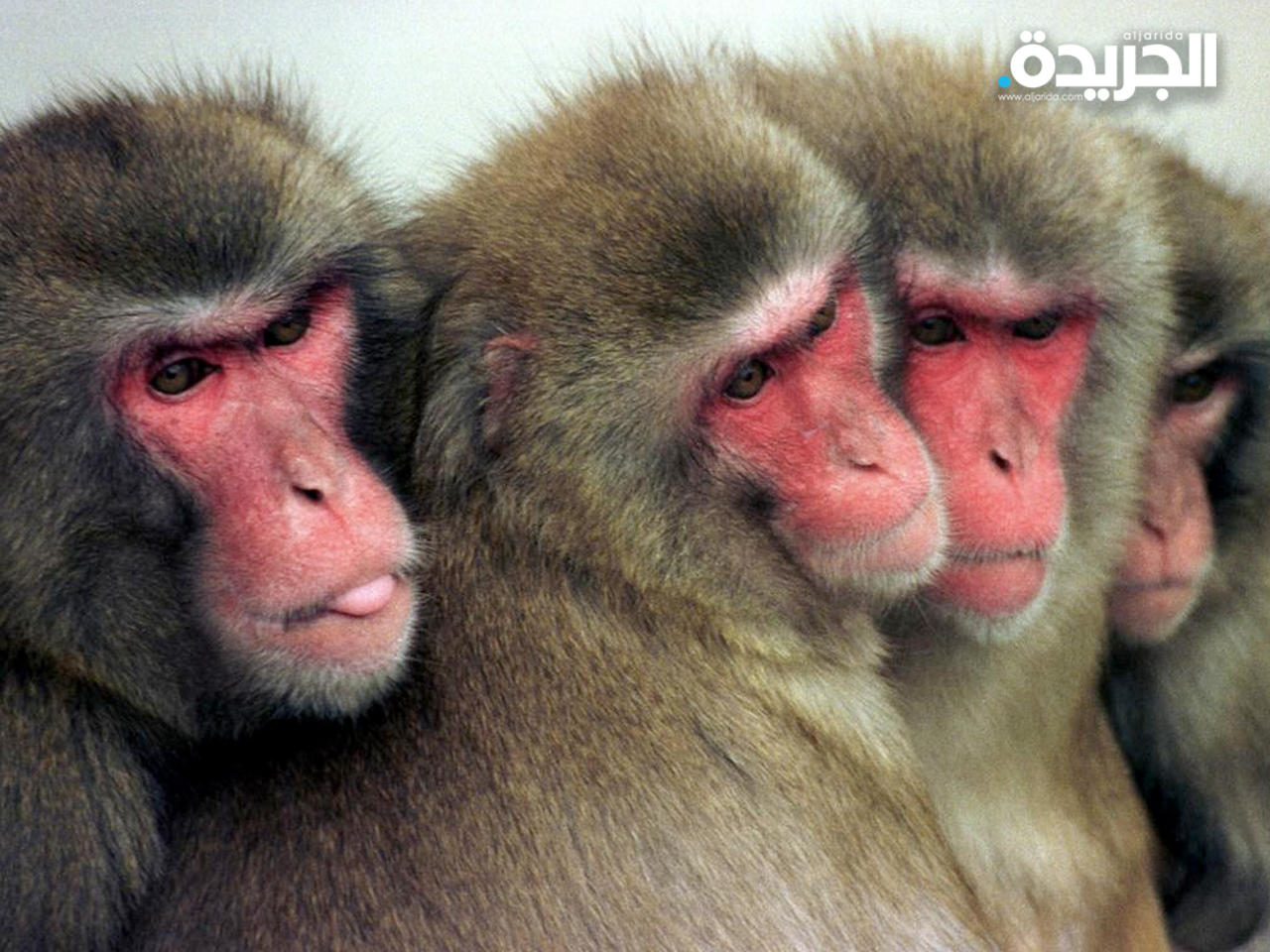 ألمانيا تبحث مكافحة فيروس جدري القرود