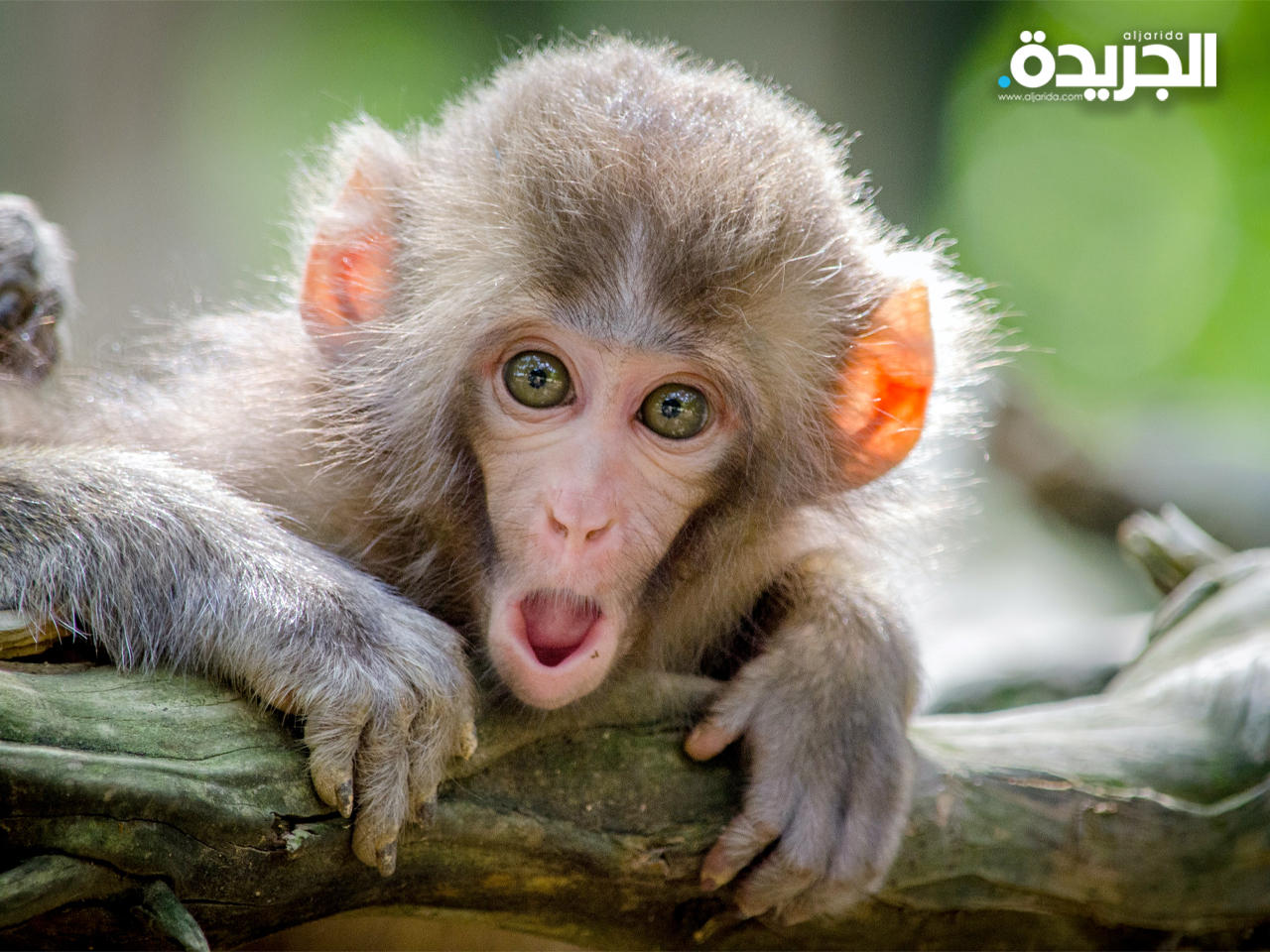 كندا ترصد إصابات بـ «جدري القرود»