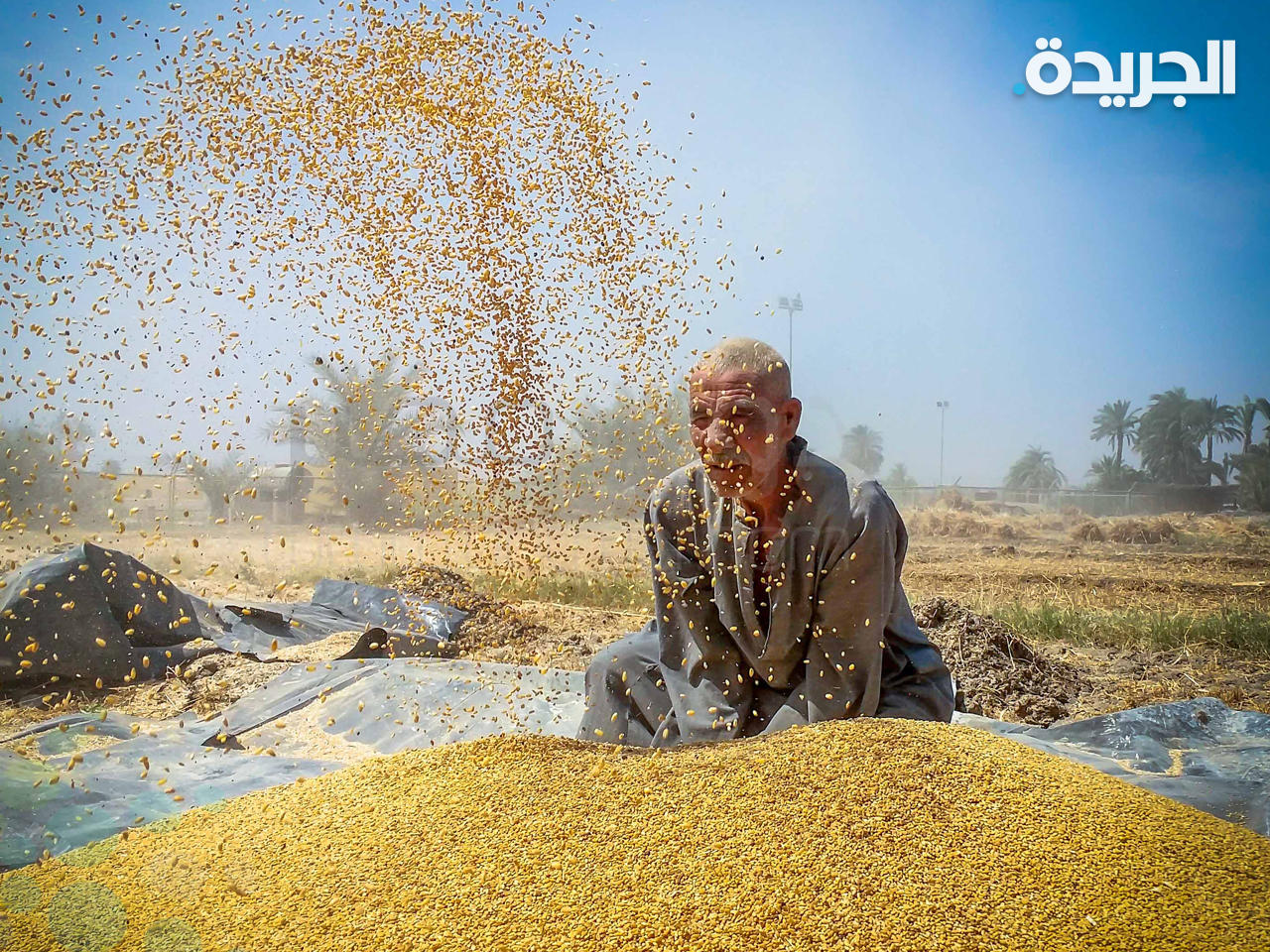 مصر تحظر تداول القمح المحلي حتى نهاية أغسطس