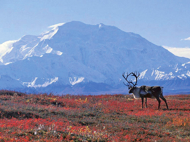  غابات سيبيريا 