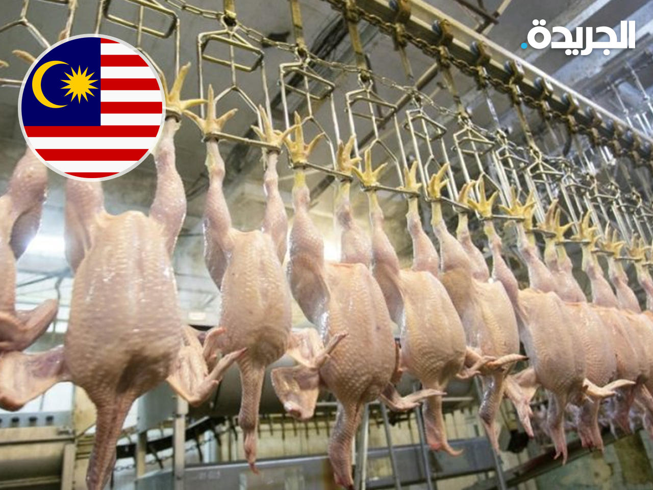 ماليزيا تفرض حظراً على تصدير الدجاج