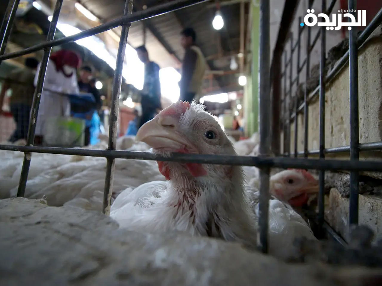 انفلونزا الطيور يضرب مزرعة في العراق
