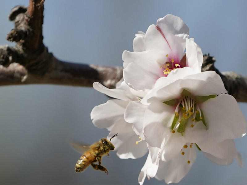 نحلة تتغذى على رحيق الازهار