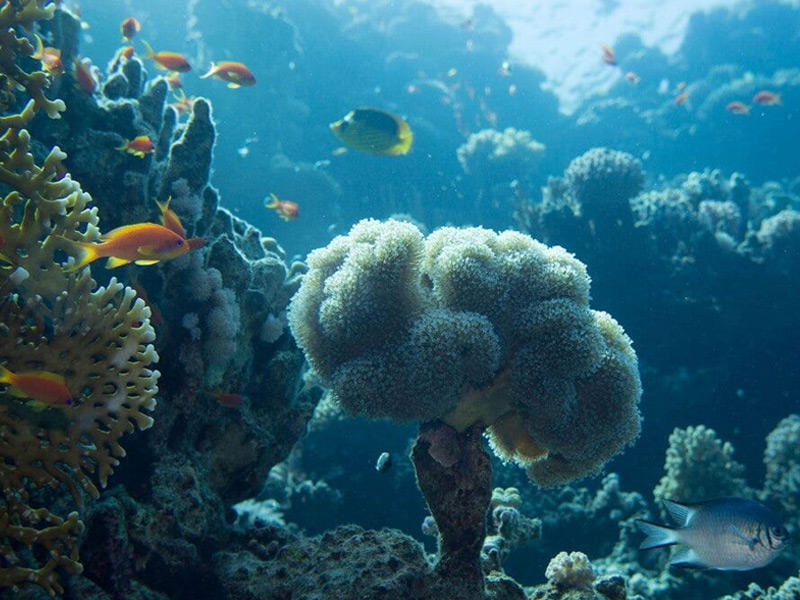 الشعاب المرجانية في جُزر إندونيسيا