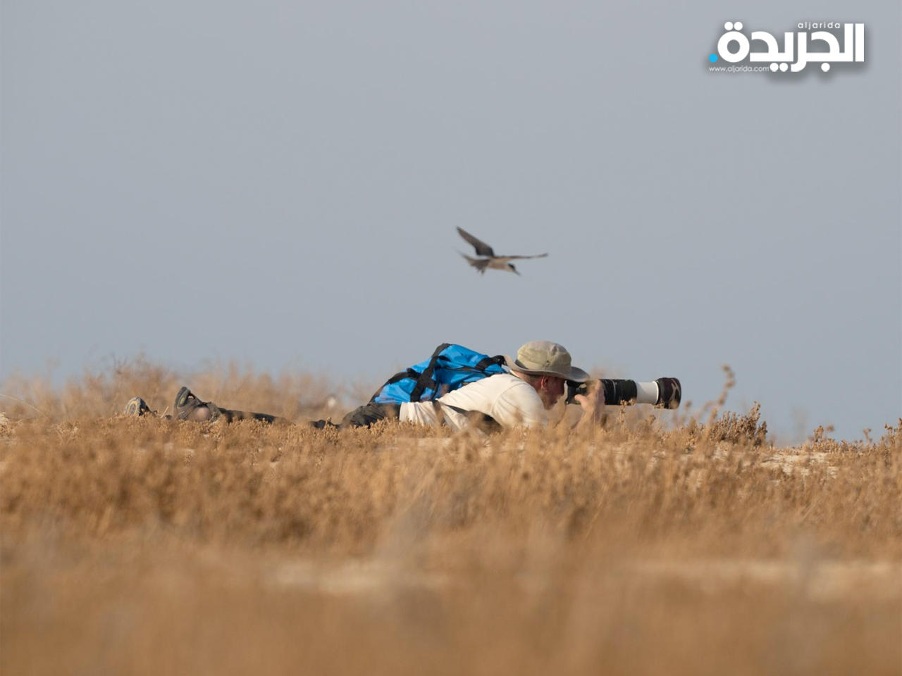 «حماية الطيور» بجمعية البيئة يرصد «الخراشن» بجزيرة كبر