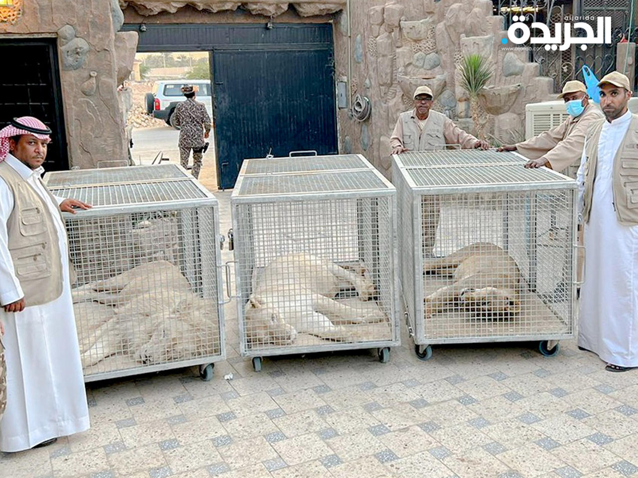 الاسود التي تم مصادرتها من قبل السلطات السعودية