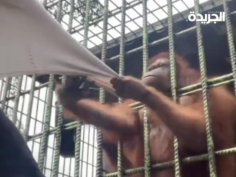 قردة إنسان الغاب هي أضخم ثدييات تقطن الغابات في العالم