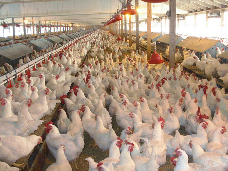 اسعار الدواجن في السوق المحلي مازالت الأرخص خليجياً