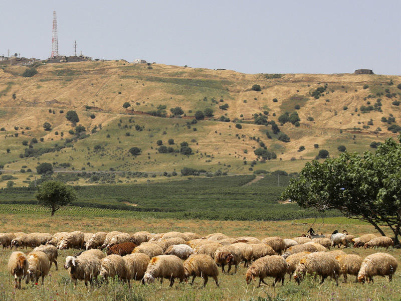 مدرسة لتعليم رعي الغنم