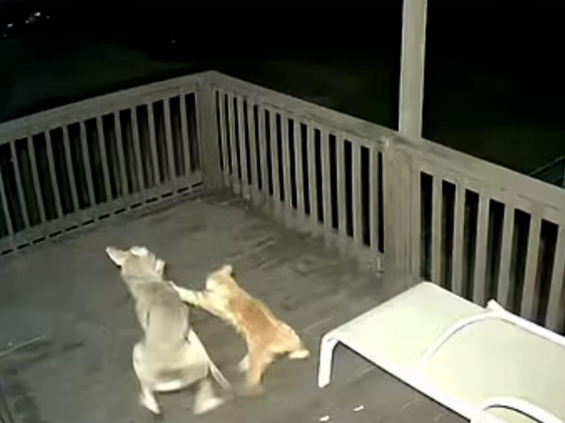 لقطة من مقطع الفيديو المتداول لمعركة القطة مع الذئب الأميركي 