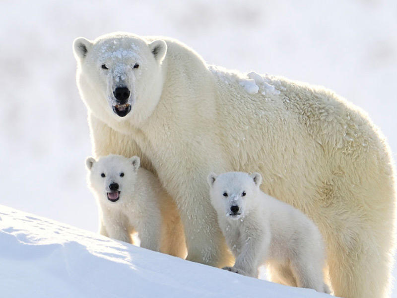 الدببة القطبية