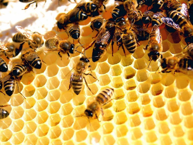 6000 نحلة داخل جدران منزل في مدينة أوماها بولاية نبراسكا الأميركية.