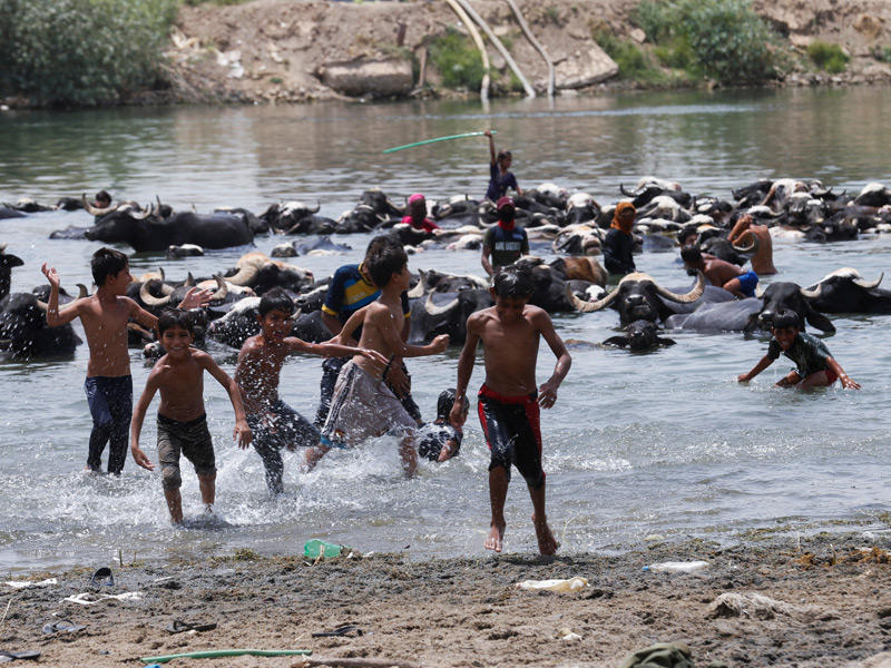 صبية يسبحون مع جواميس في نهر الفرات أمس (رويترز)