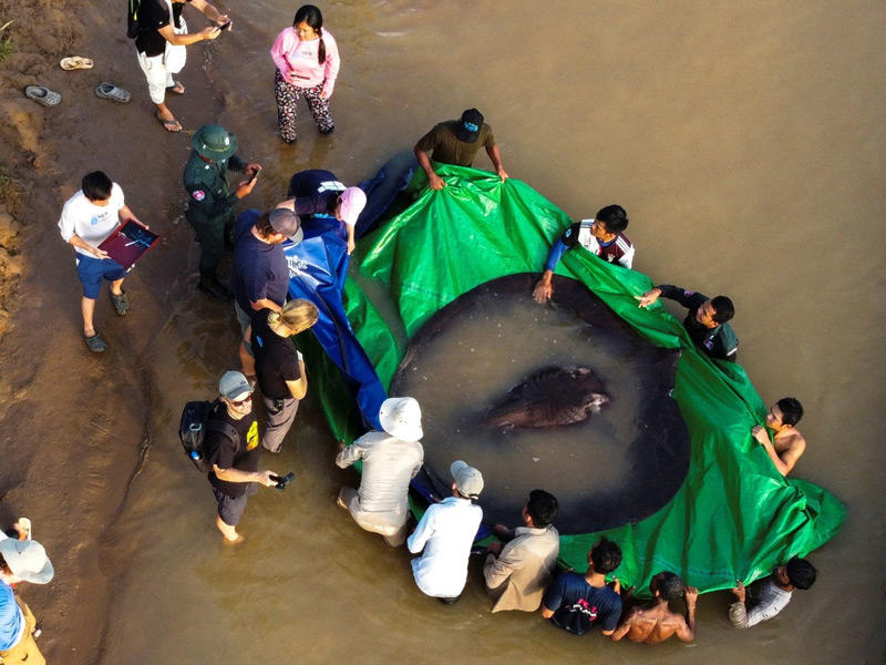 أضخم سمكة مياه عذبة مسجلة بالعالم في نهر ميكونغ بكمبوديا