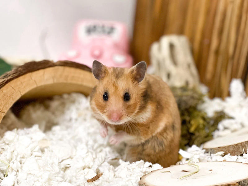 حيوان «هامستر »