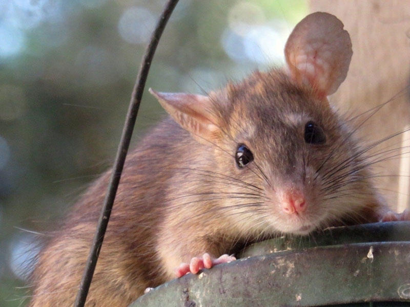 فئران تجارب بإحدى الجامعات المصرية